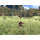 Switch Xenoblade Chronicles: Definitive Edition - 1570628 - zdjęcie 2