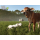 PC Farming Simulator 25: Beans & Alpacas Edition - 1581121 - zdjęcie 4